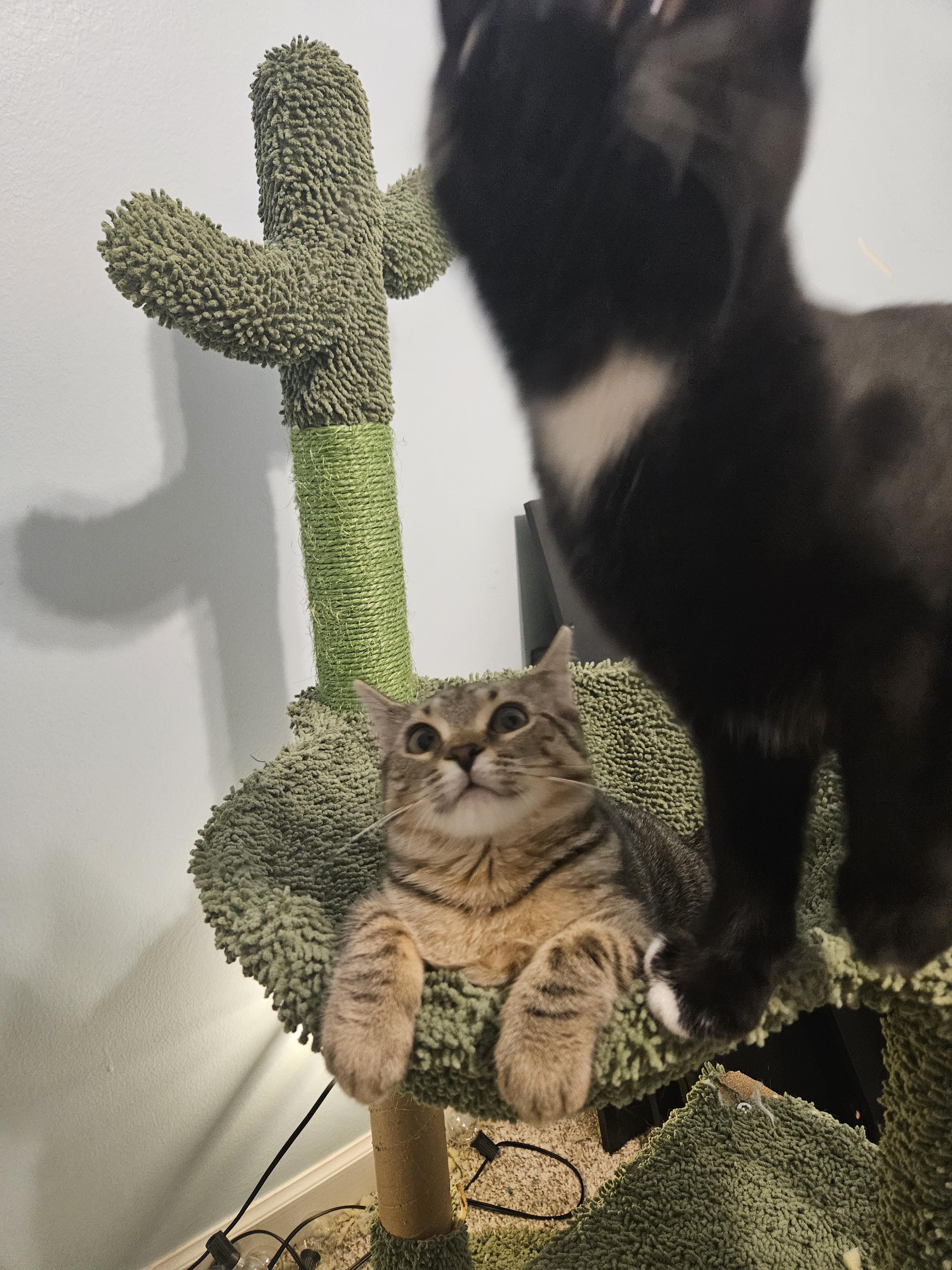 Enlarge Laverne, a ADOPTABLE Domestic Short Hair in Columbus, OH image 3/6