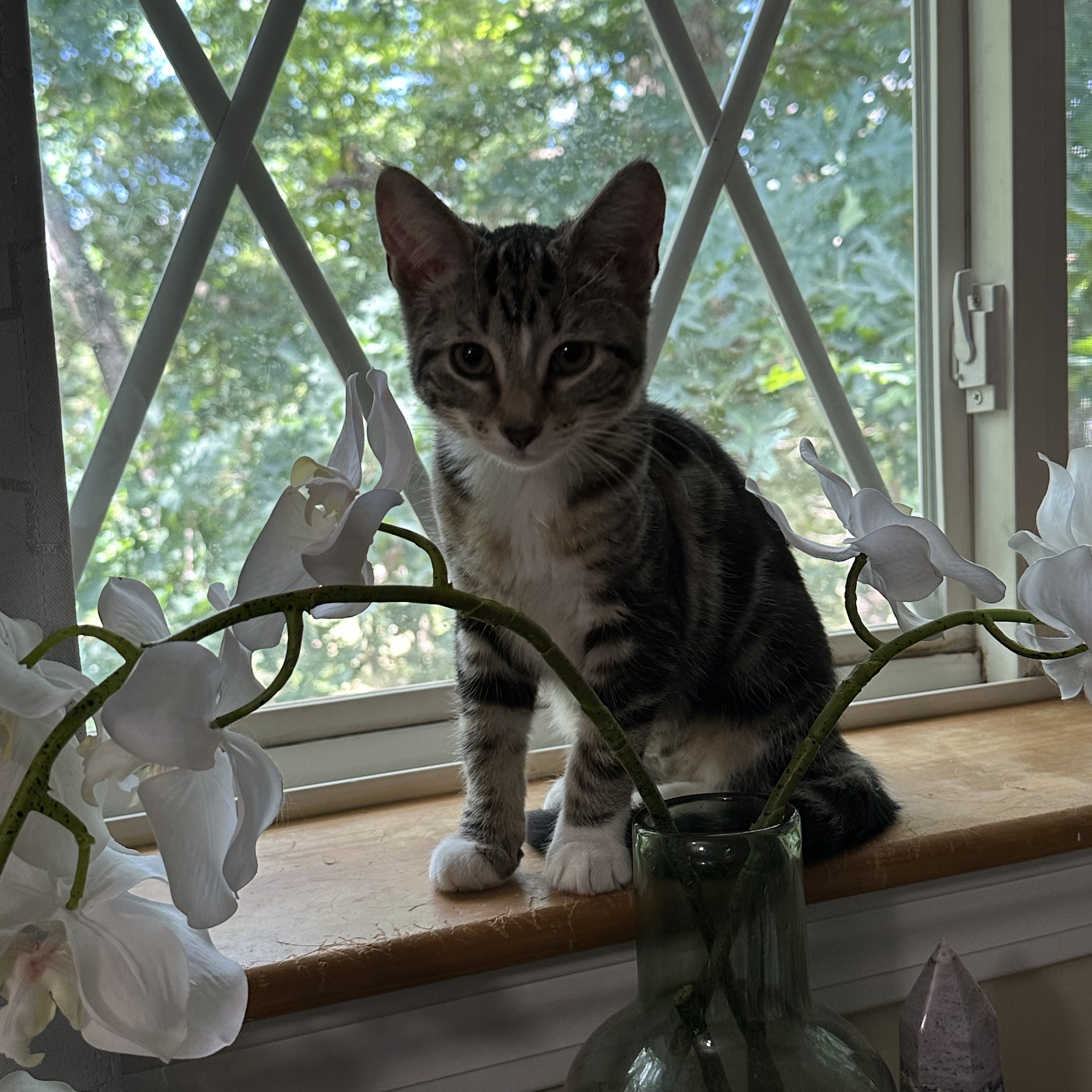 Socks, Adopted, Kitten Female Domestic Short Hair.