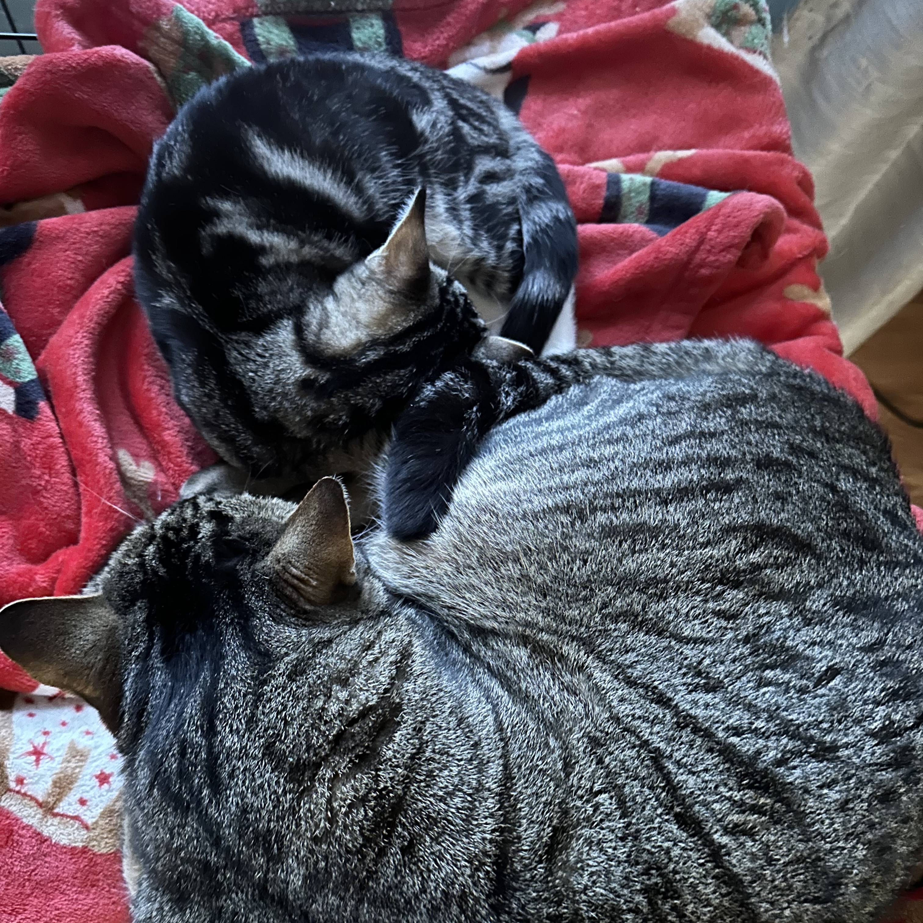 Enlarge Socks, a Adopted Domestic Short Hair in Manchester, NH image 2/3