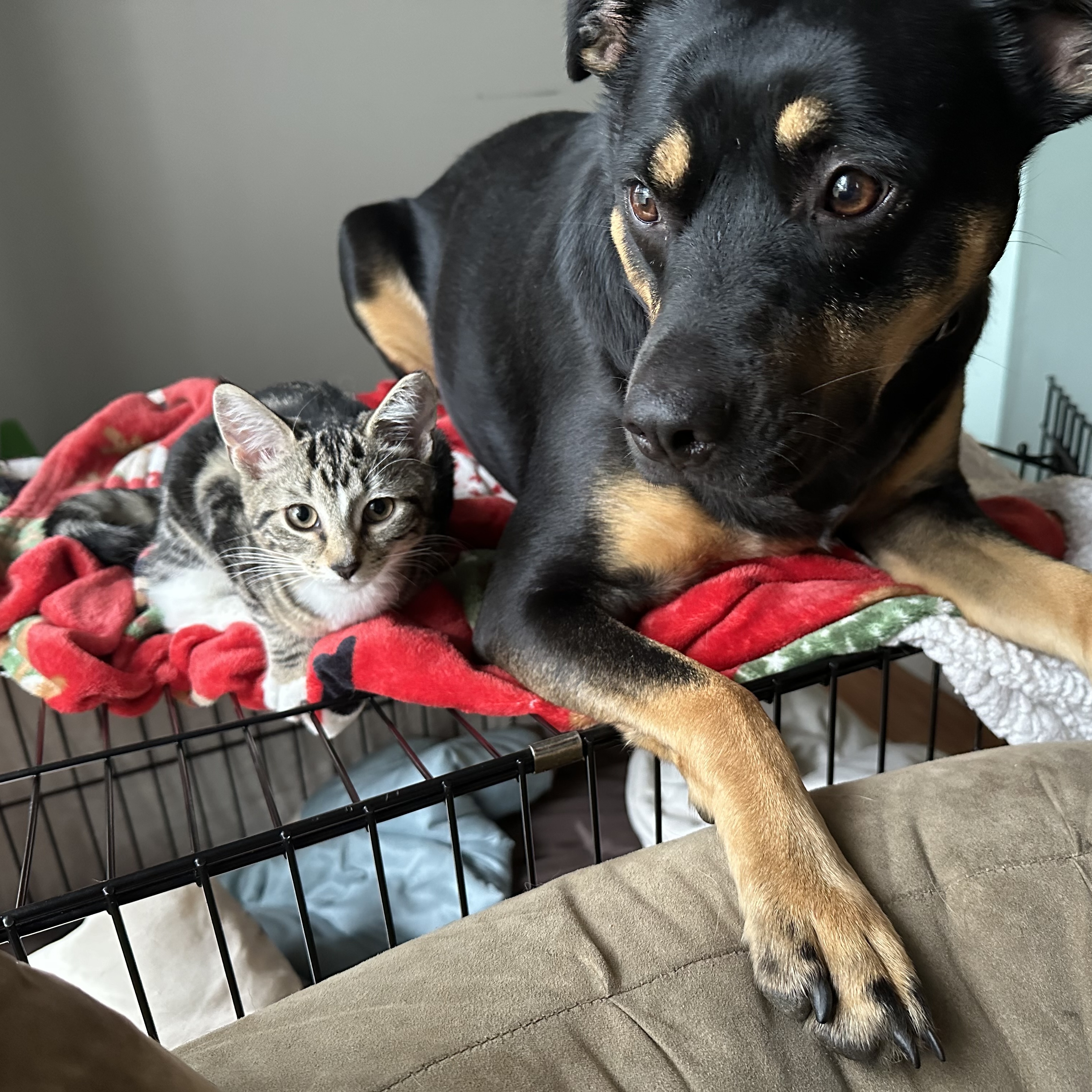 Enlarge Socks, a Adopted Domestic Short Hair in Manchester, NH image 3/3