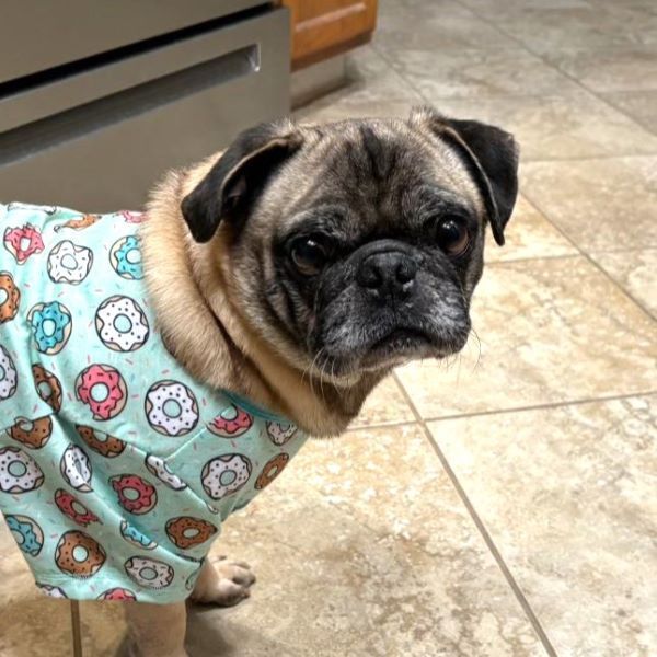 Enlarge Logan, a Adoptable Pug in Alvin, TX image 1/1