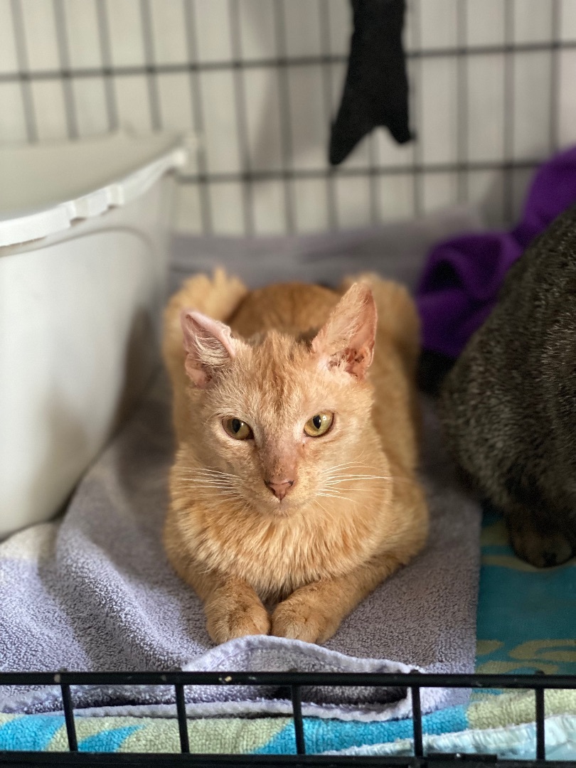 Enlarge Upkin (hospice kitty), a Adoptable Domestic Short Hair in Warminster, PA image 4/5