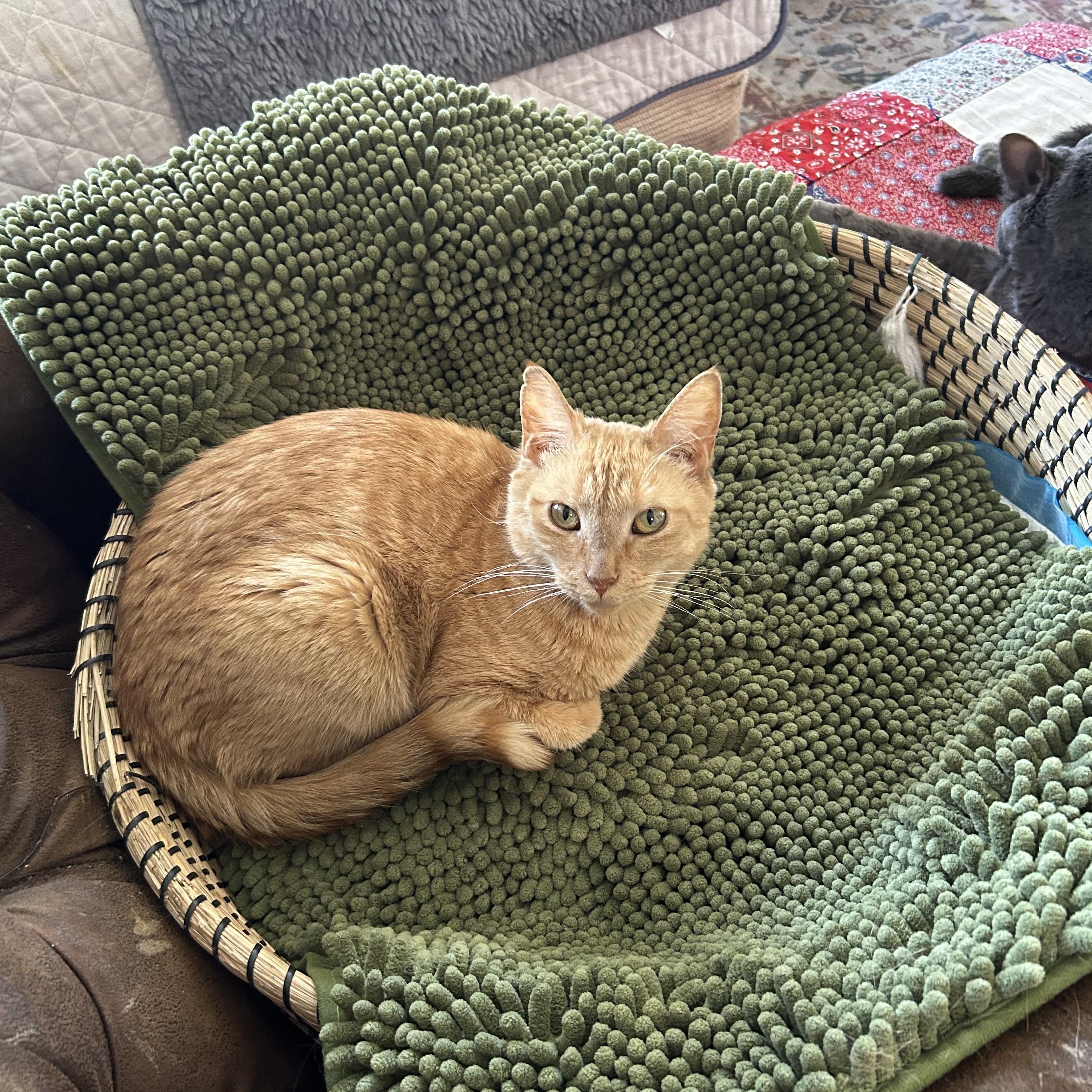 Enlarge Upkin (hospice kitty), a Adoptable Domestic Short Hair in Warminster, PA image 1/6