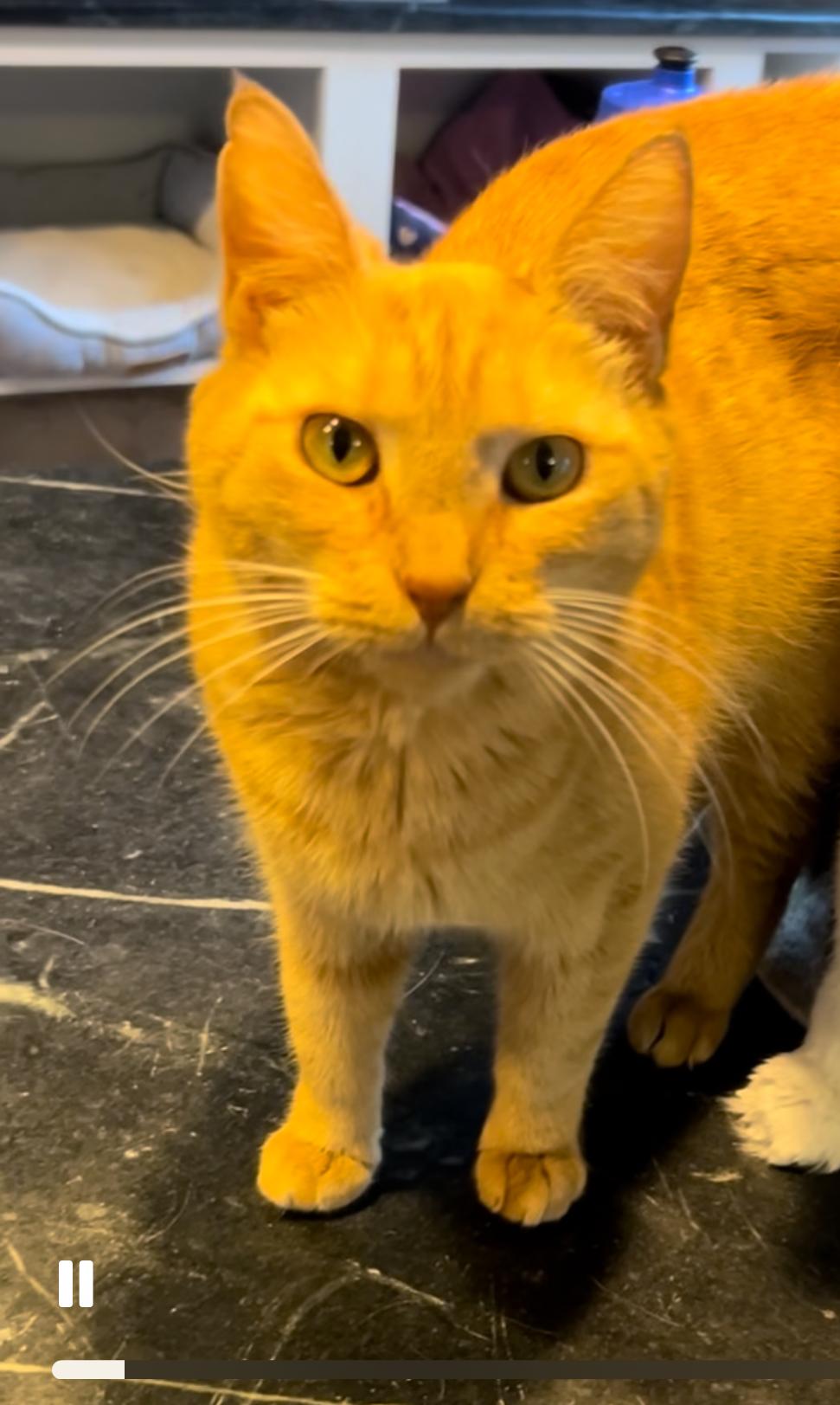 Enlarge Upkin (hospice kitty), a Adoptable Domestic Short Hair in Warminster, PA image 2/5