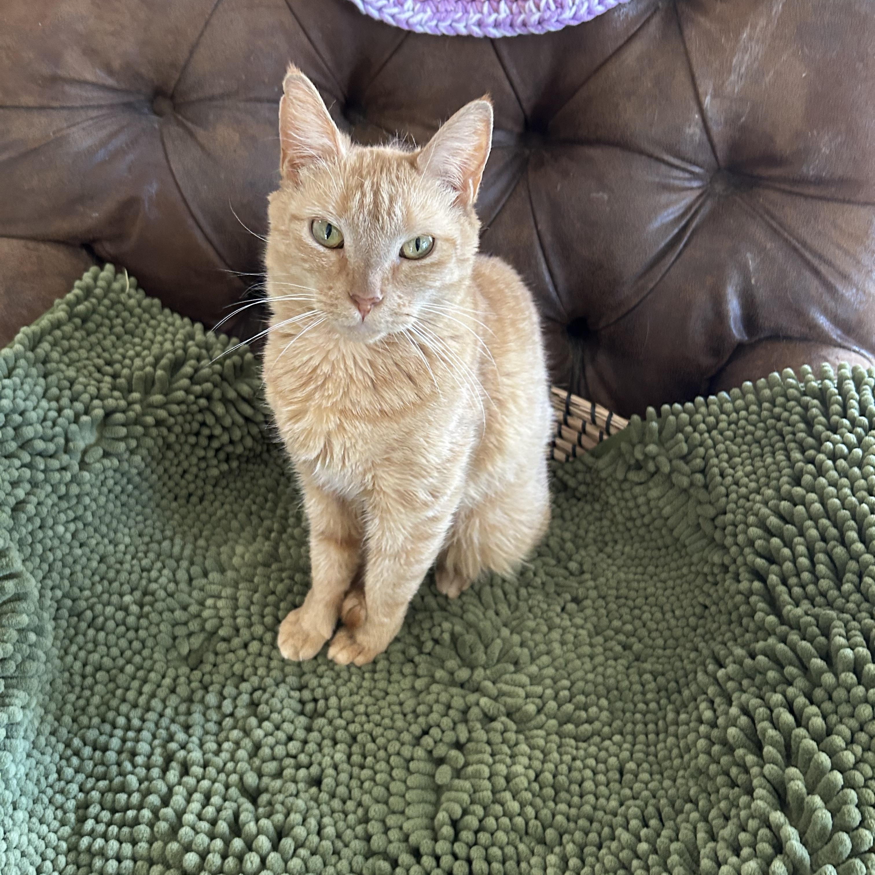 Enlarge Upkin (hospice kitty), a Adoptable Domestic Short Hair in Warminster, PA image 2/6