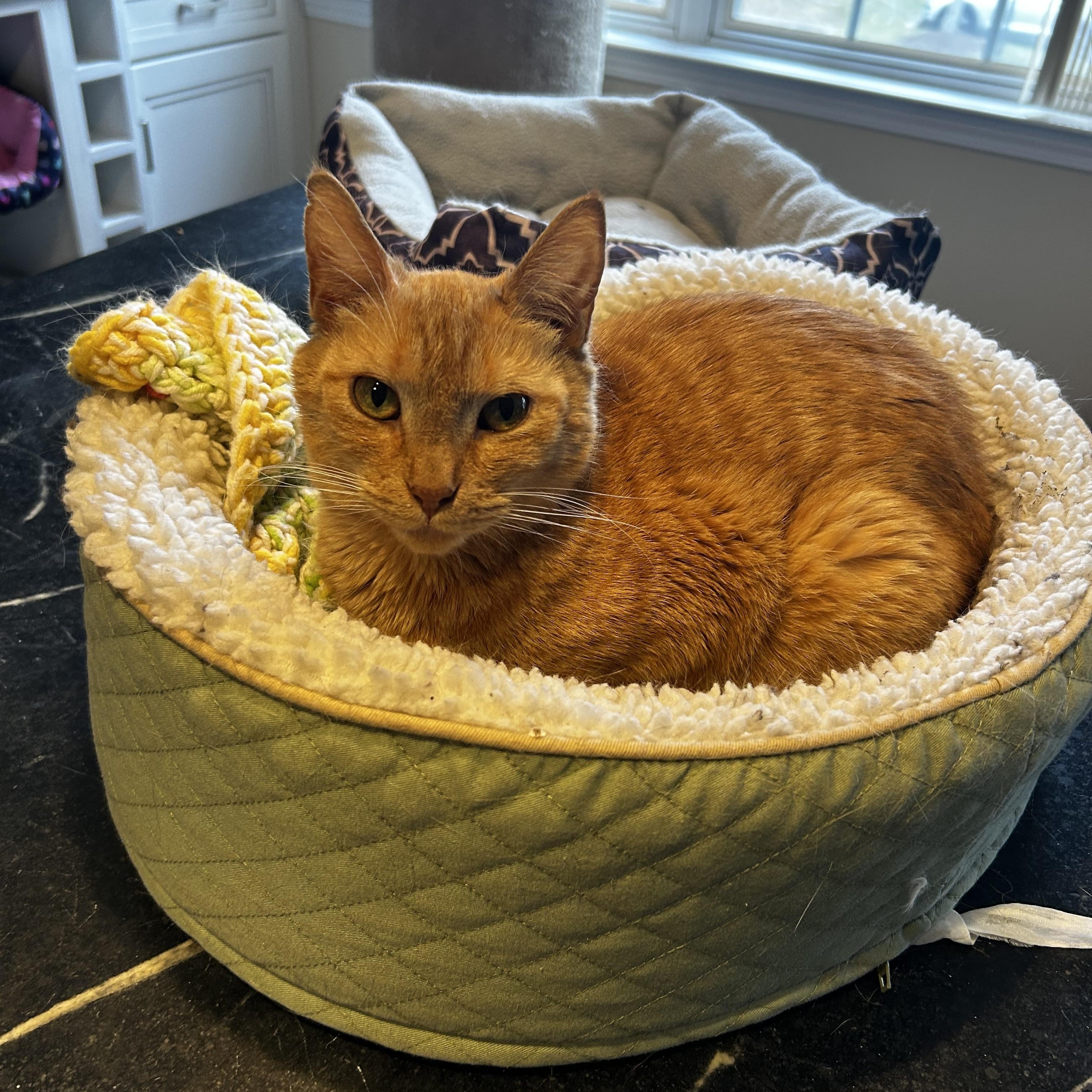 Enlarge Upkin (hospice kitty), a Adoptable Domestic Short Hair in Warminster, PA image 3/6