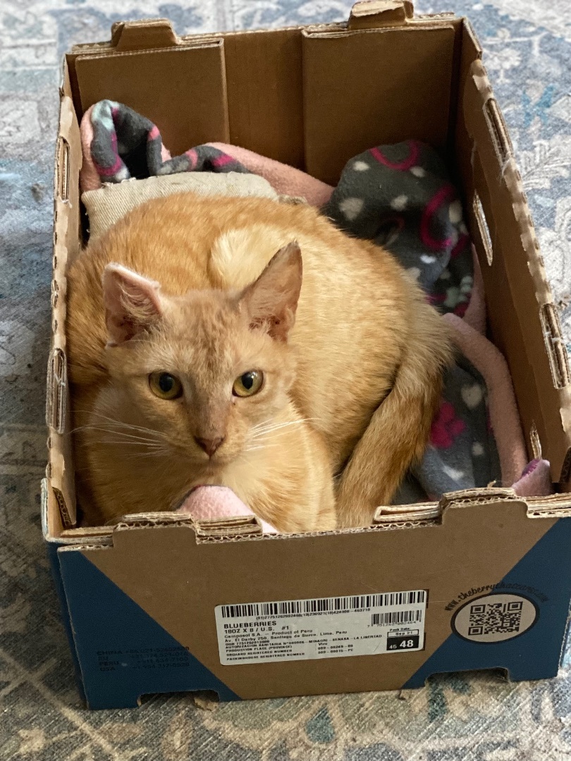 Enlarge Upkin (hospice kitty), a Adoptable Domestic Short Hair in Warminster, PA image 1/5