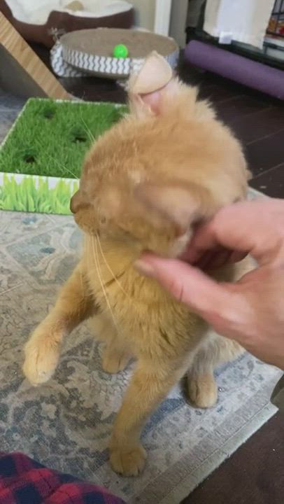 Enlarge Upkin (hospice kitty), a Adoptable Domestic Short Hair in Warminster, PA video 5/5