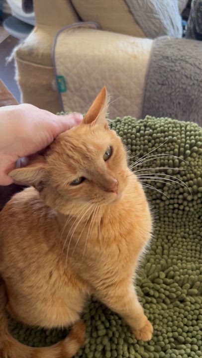 Enlarge Upkin (hospice kitty), a Adoptable Domestic Short Hair in Warminster, PA video 6/6