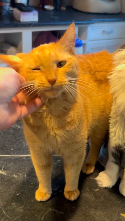 Enlarge Upkin (hospice kitty), a Adoptable Domestic Short Hair in Warminster, PA video 3/5