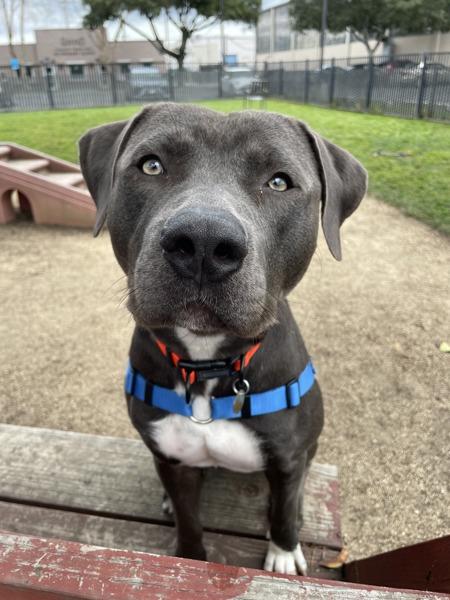 Enlarge Domino, a Adoptable mixed breed in Oakland, CA image 2/5