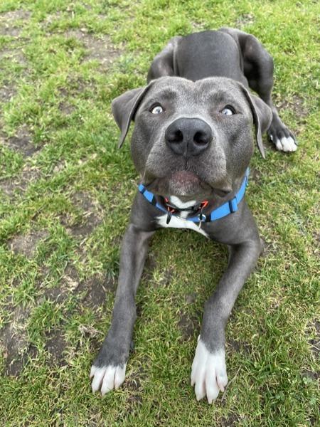 Enlarge Domino, a Adoptable mixed breed in Oakland, CA image 3/5