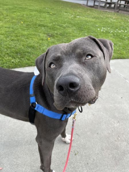 Enlarge Domino, a Adoptable mixed breed in Oakland, CA image 4/5