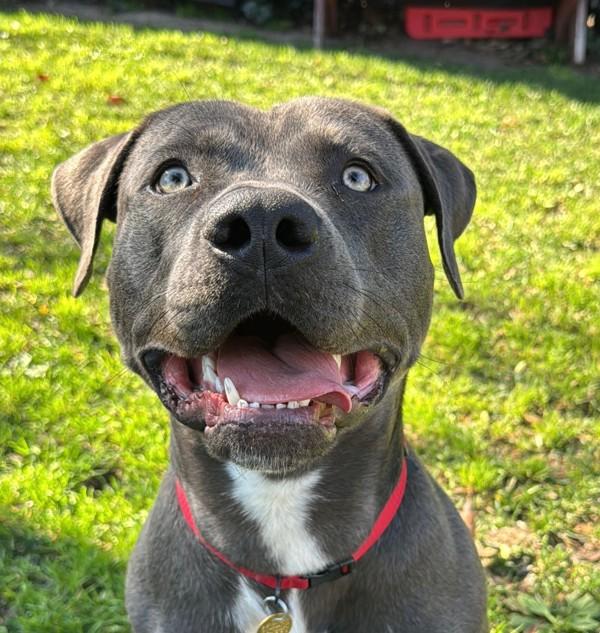 Enlarge Domino, a Adoptable mixed breed in Oakland, CA image 5/5