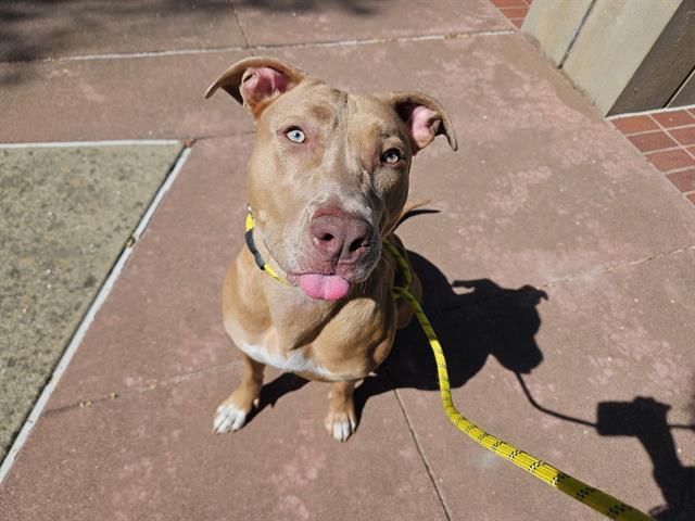 Enlarge DELLA, a Adoptable Pit Bull Terrier in Antioch, CA image 1/1