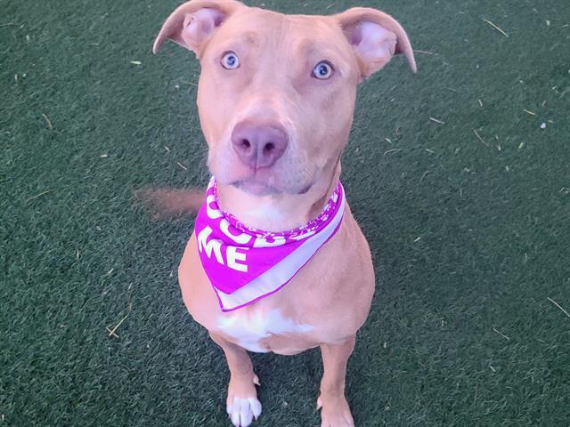 DELLA, Adoptable, Young Female Pit Bull Terrier.