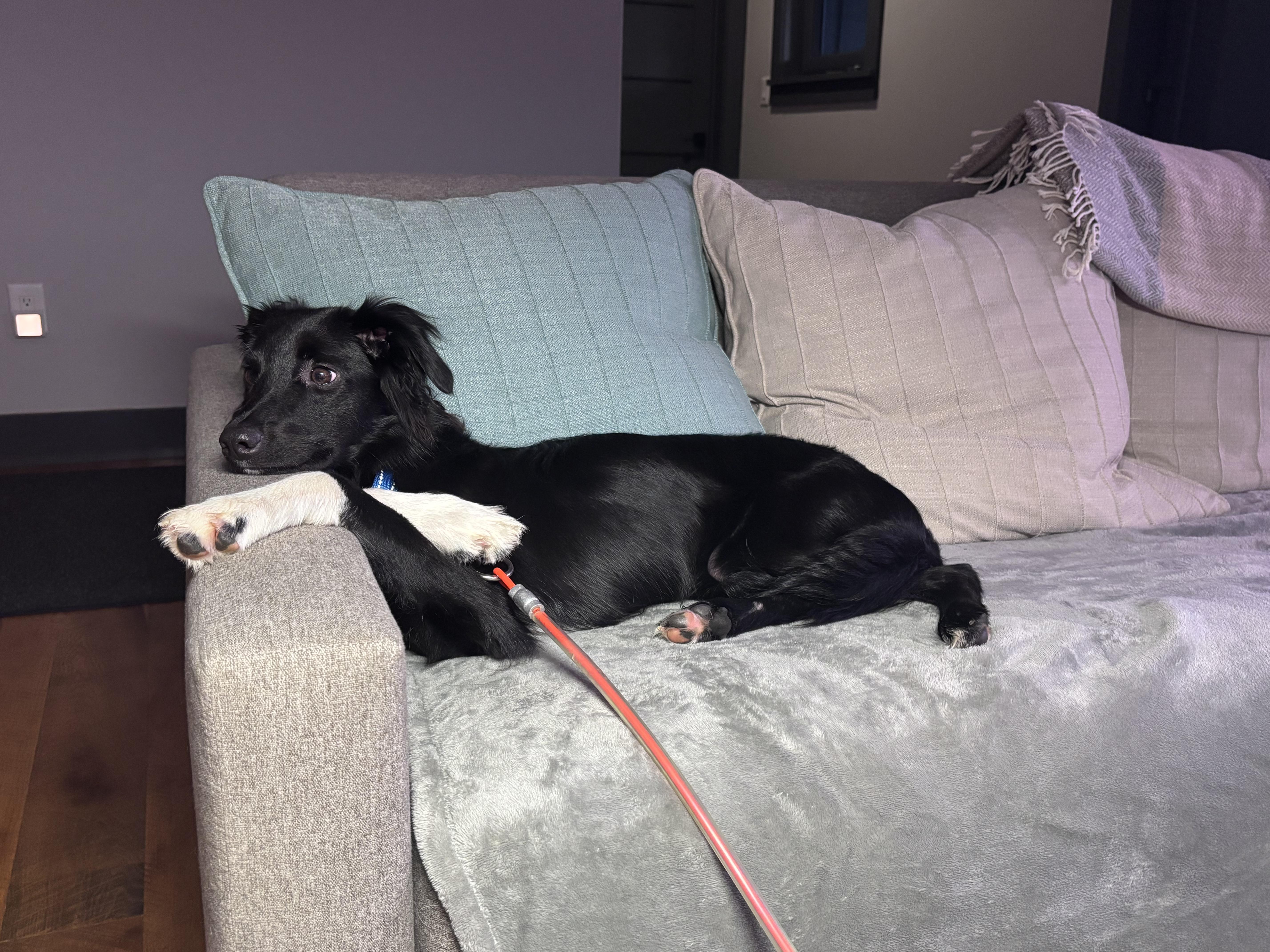 Enlarge Fly, a ADOPTABLE mixed breed in Montvale, VA image 4/6