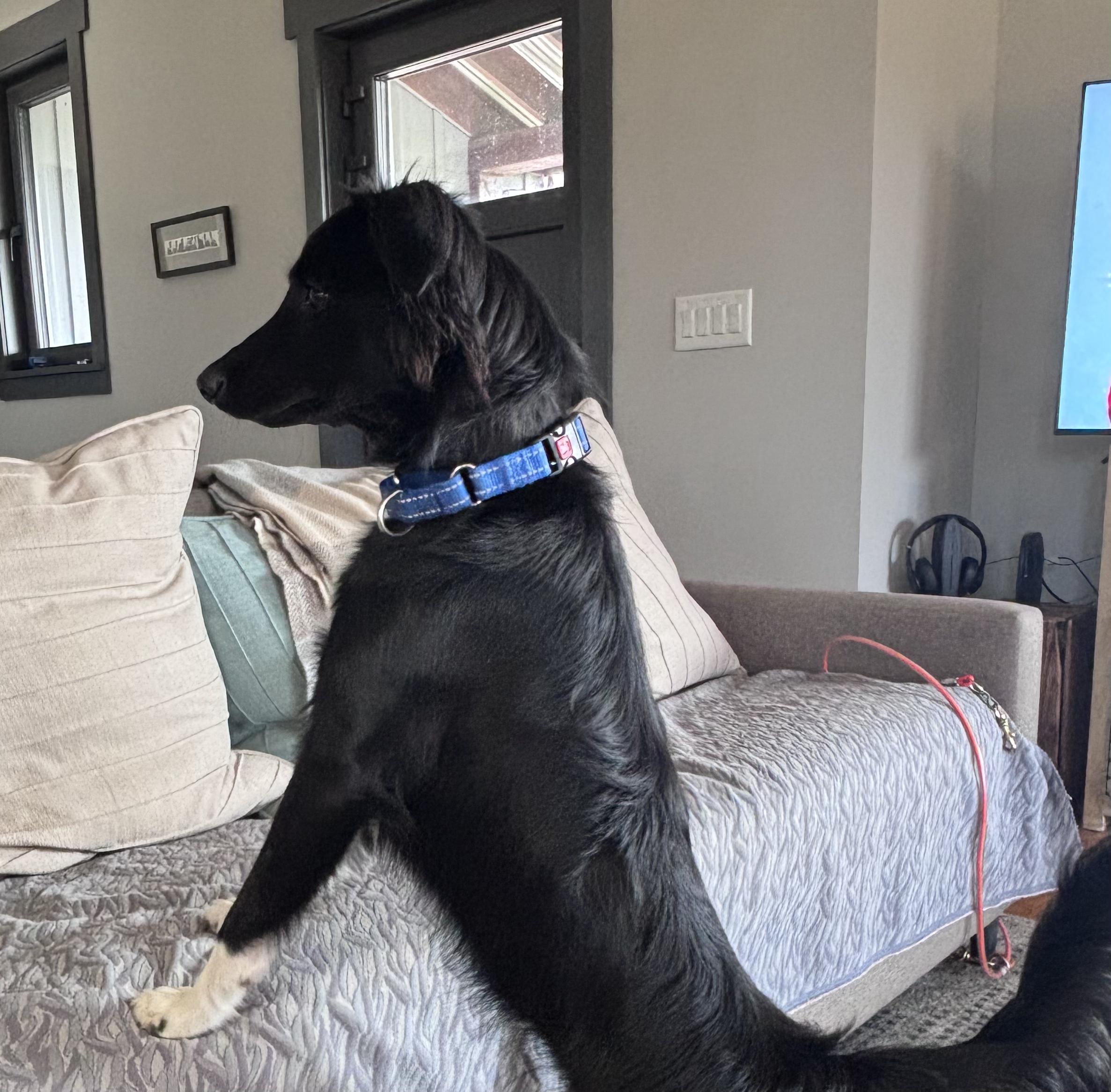 Enlarge Fly, a ADOPTABLE mixed breed in Montvale, VA image 2/6