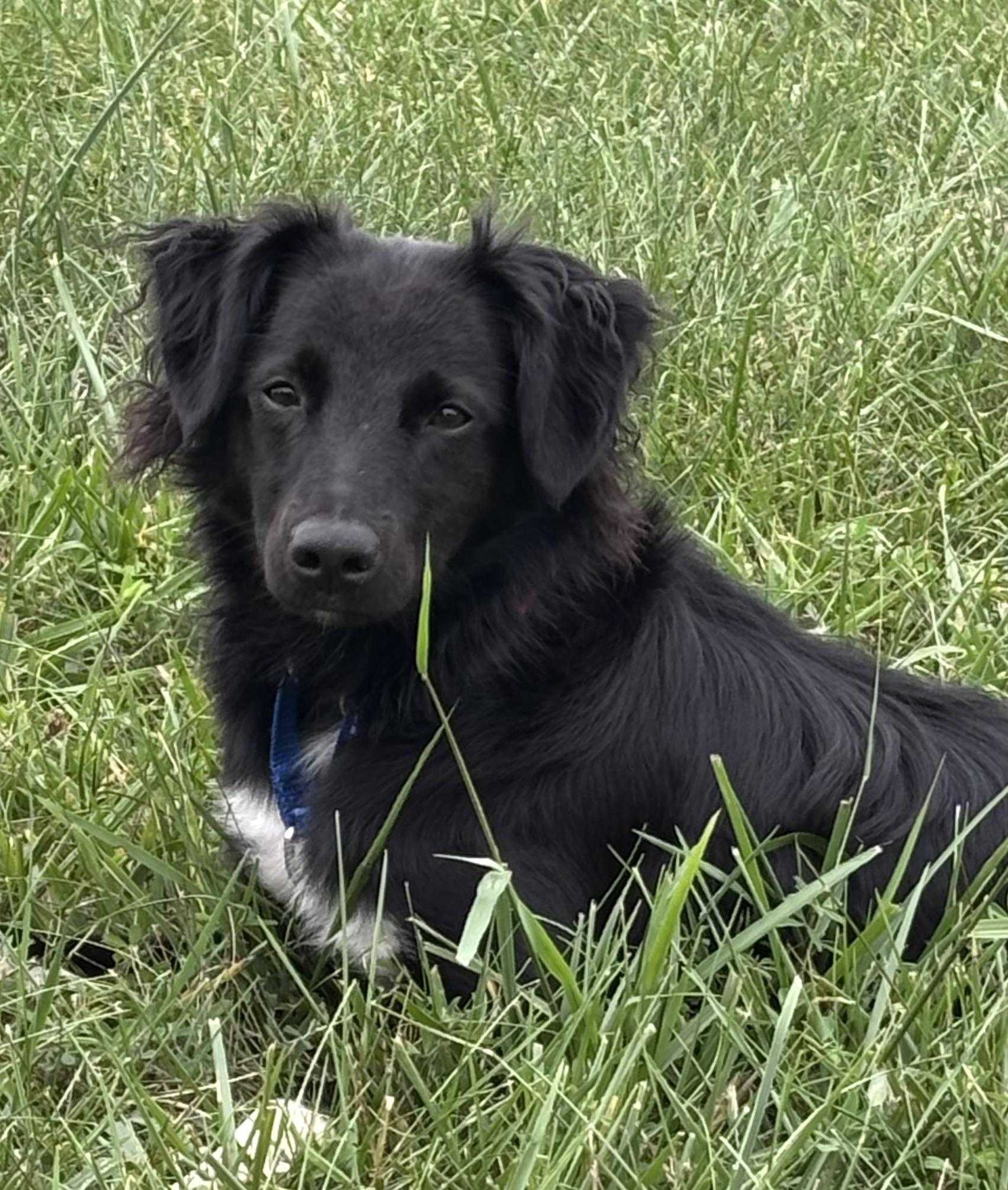 Enlarge Fly, a ADOPTABLE mixed breed in Montvale, VA image 1/6