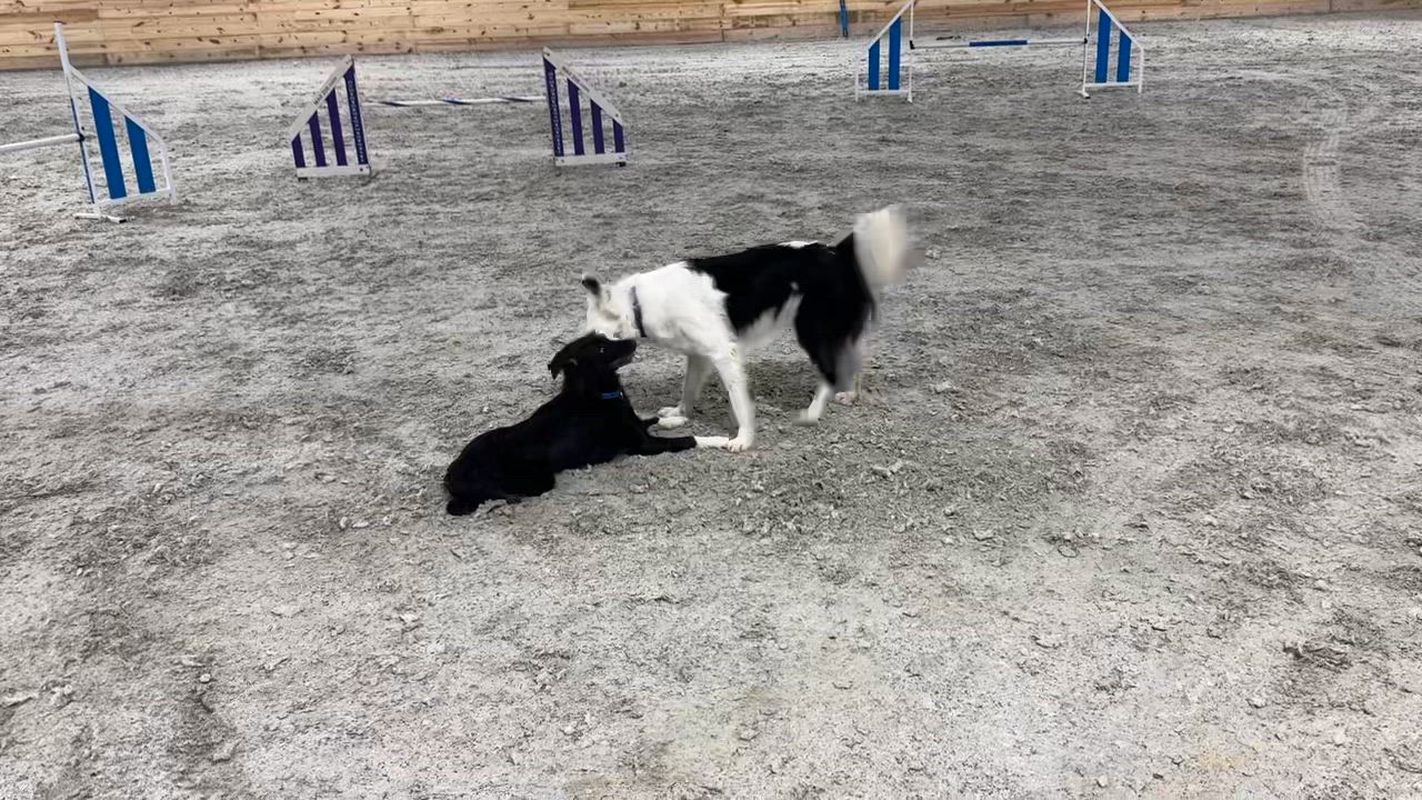 Enlarge Fly, a ADOPTABLE mixed breed in Montvale, VA video 6/6