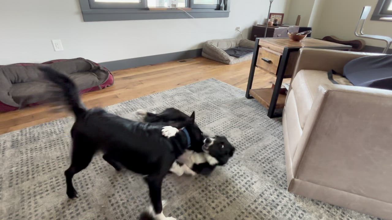 Enlarge Fly, a ADOPTABLE mixed breed in Montvale, VA video 5/6