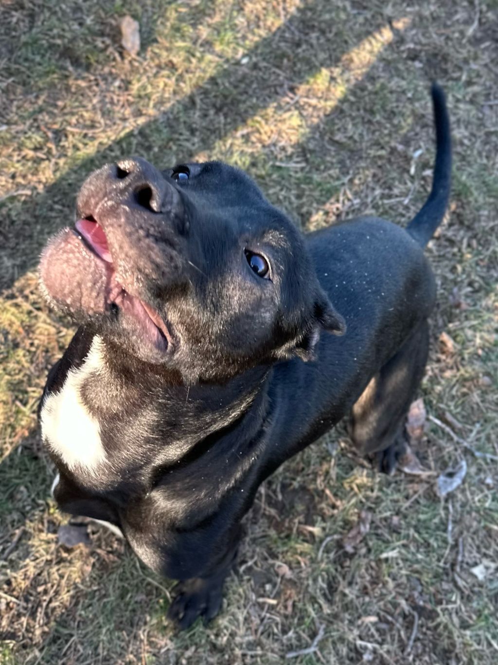 Miles, an adoptable Pit Bull Terrier in Valparaiso, IN, 46385 | Photo Image 4