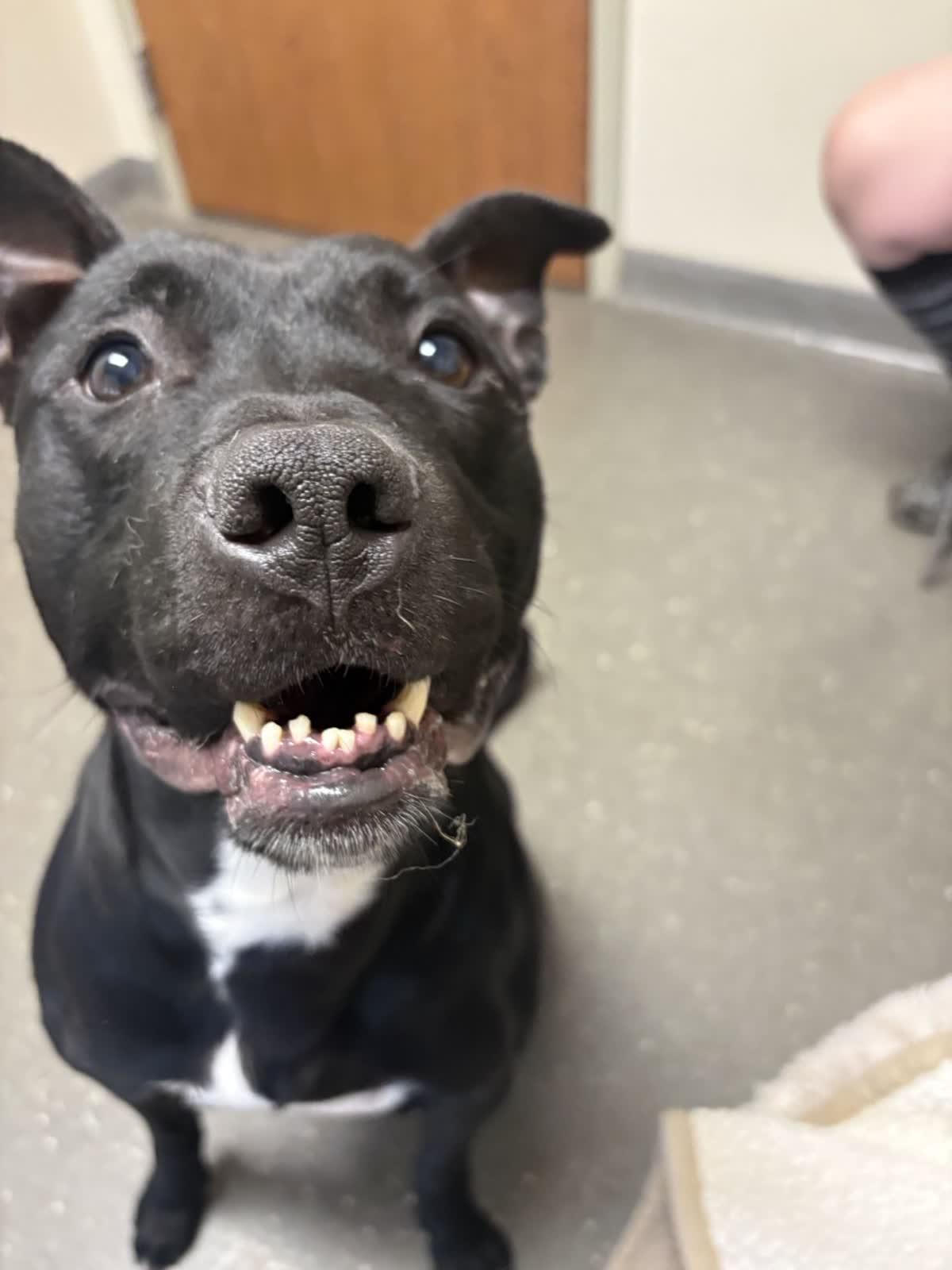Miles, an adoptable Pit Bull Terrier in Valparaiso, IN, 46385 | Photo Image 1