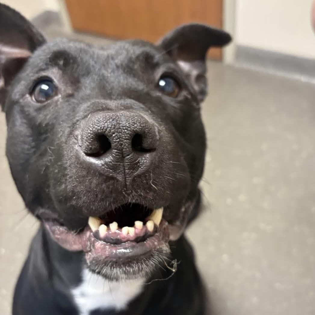 Miles, a Adoptable mixed breed in Valparaiso, IN image 1/6