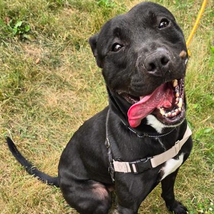 Miles, an adoptable Pit Bull Terrier in Valparaiso, IN, 46385 | Photo Image 1