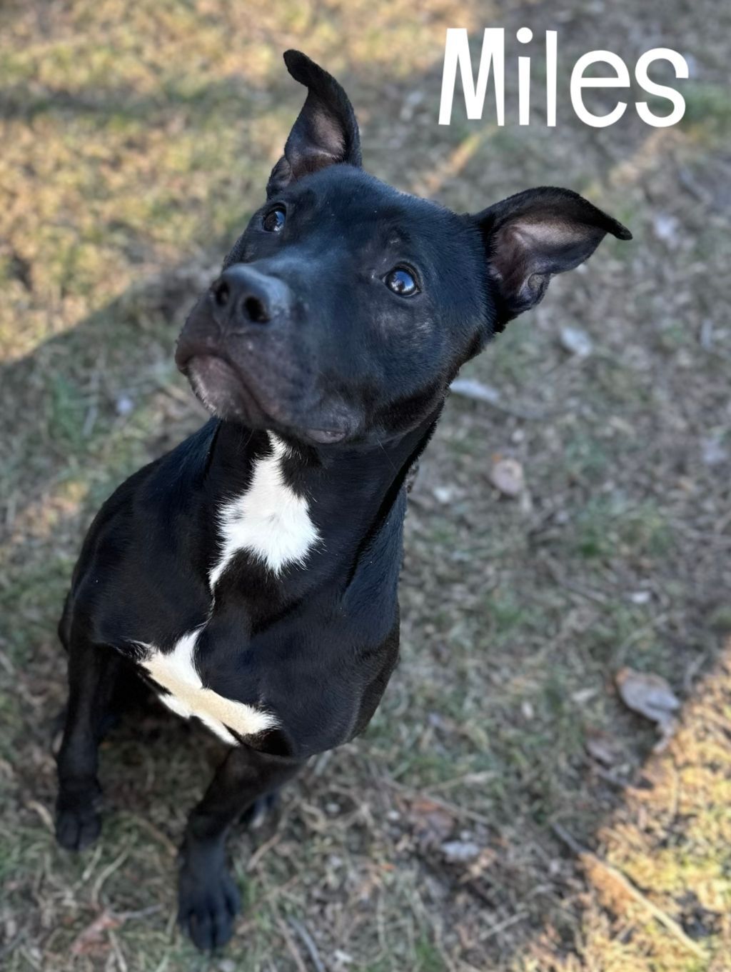 Miles, an adoptable Pit Bull Terrier in Valparaiso, IN, 46385 | Photo Image 3