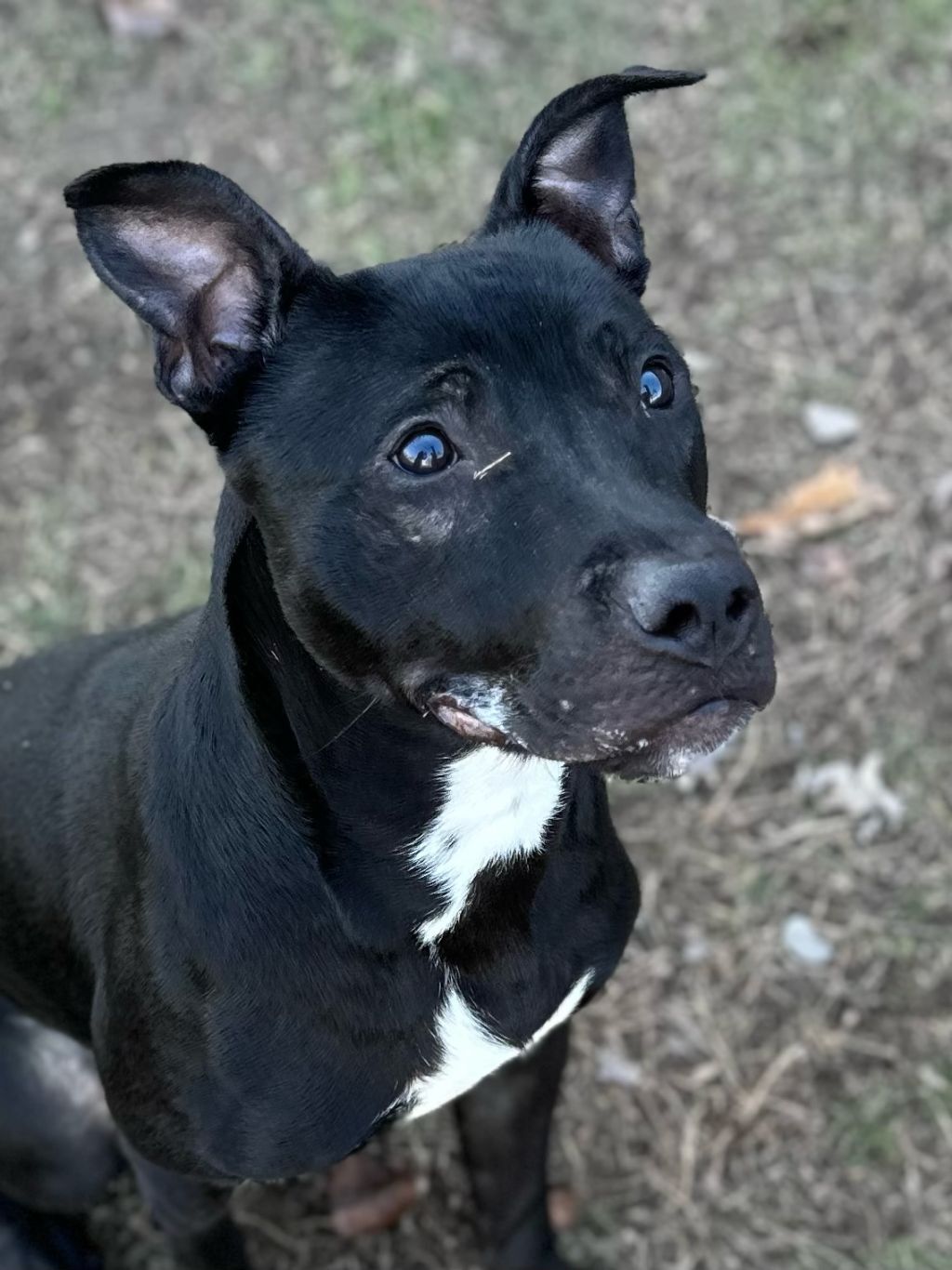 Miles, an adoptable Pit Bull Terrier in Valparaiso, IN, 46385 | Photo Image 2