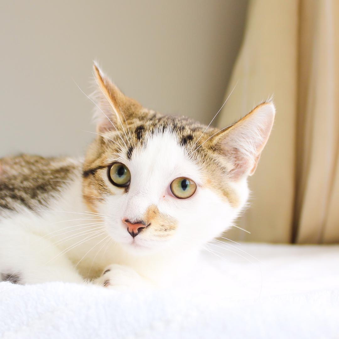 Gizmo, Adoptable, Kitten Male Domestic Short Hair.