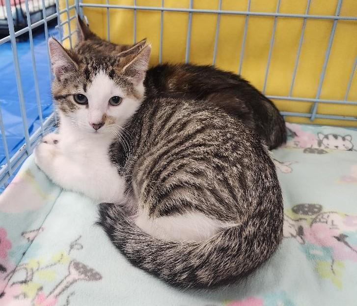 Gizmo, a Adoptable Domestic Short Hair in Wayne, NJ image 3/3