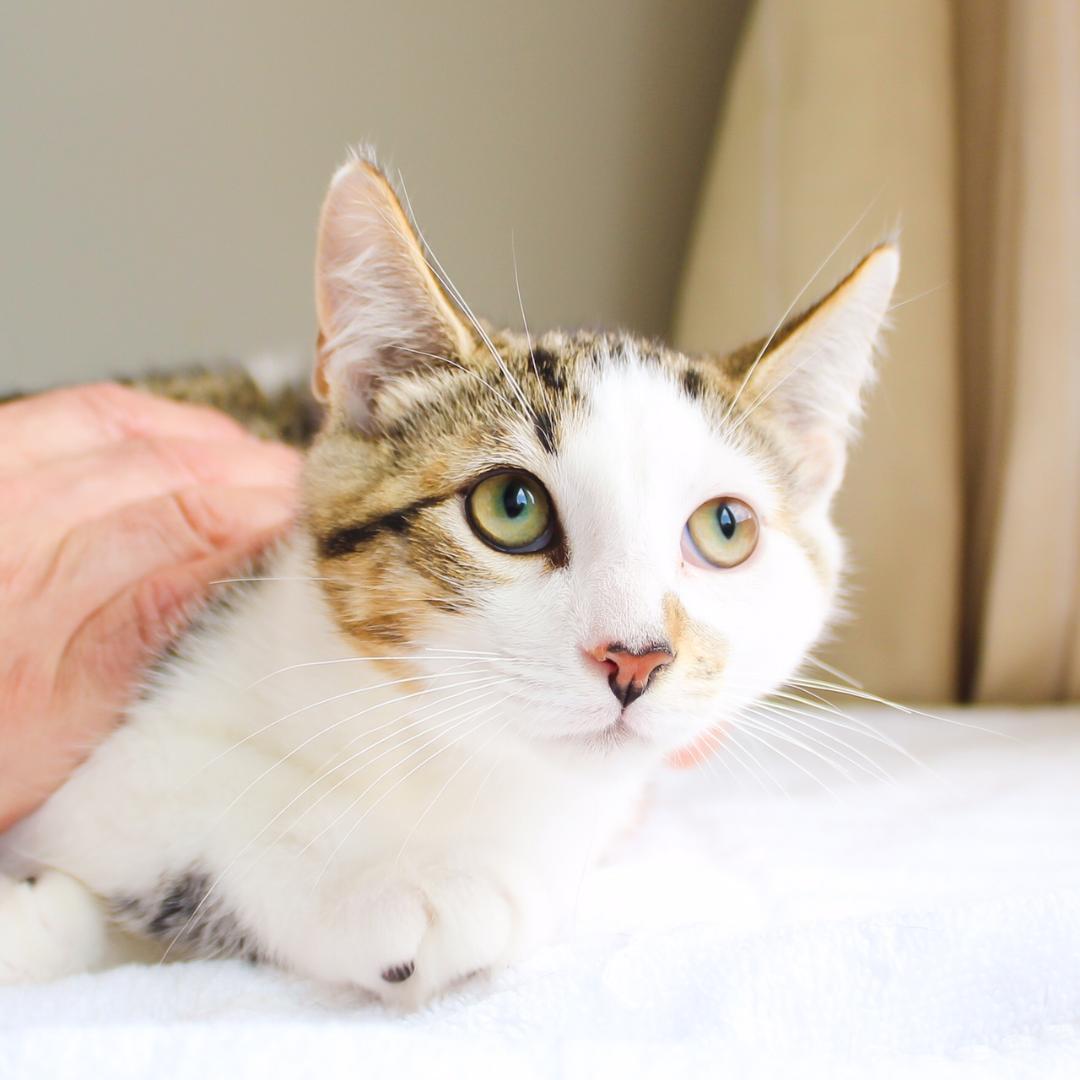 Gizmo, a Adoptable Domestic Short Hair in Wayne, NJ image 2/3