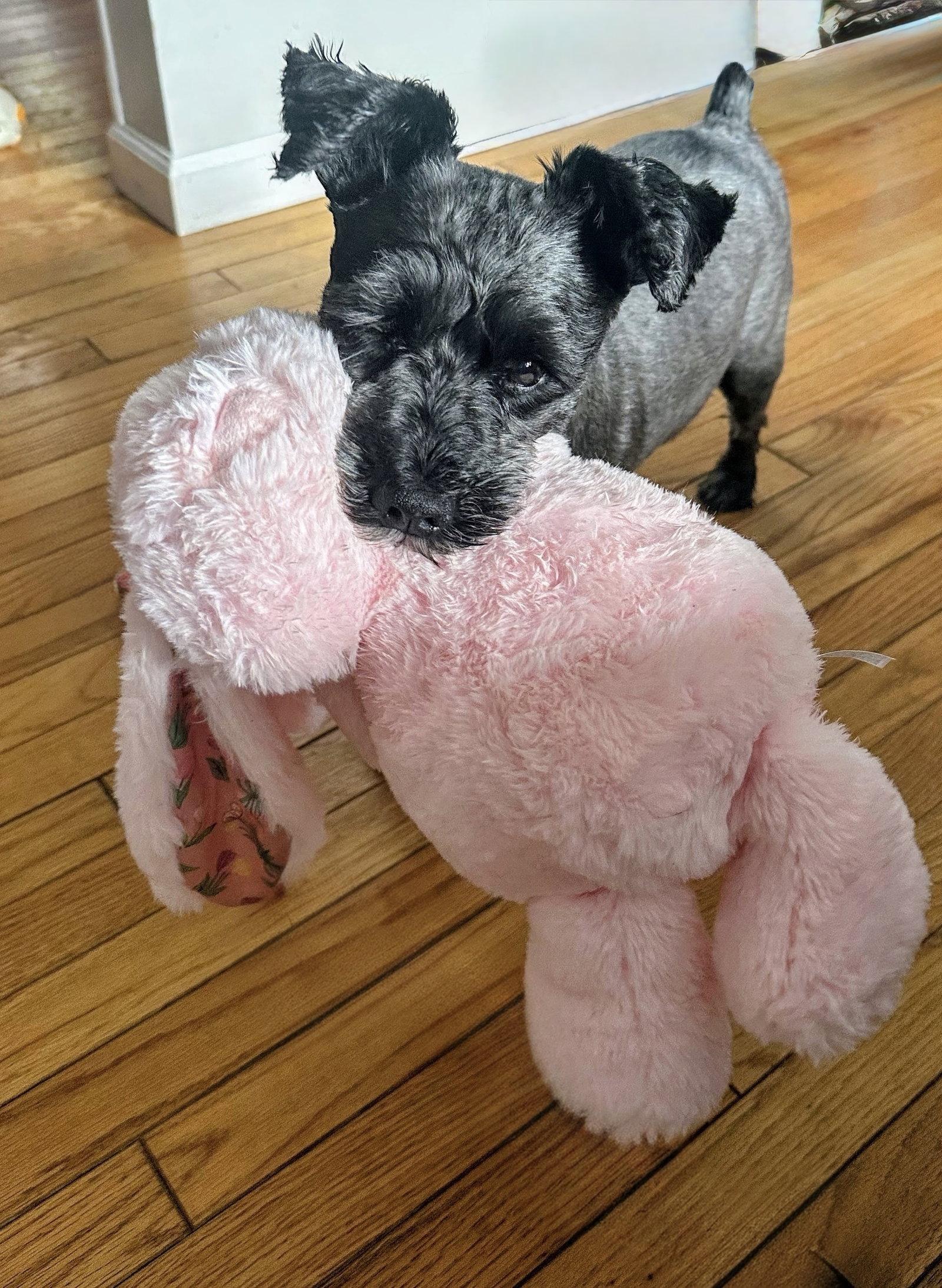 Leo Debarkio, Adoptable, Senior Male Schnauzer.