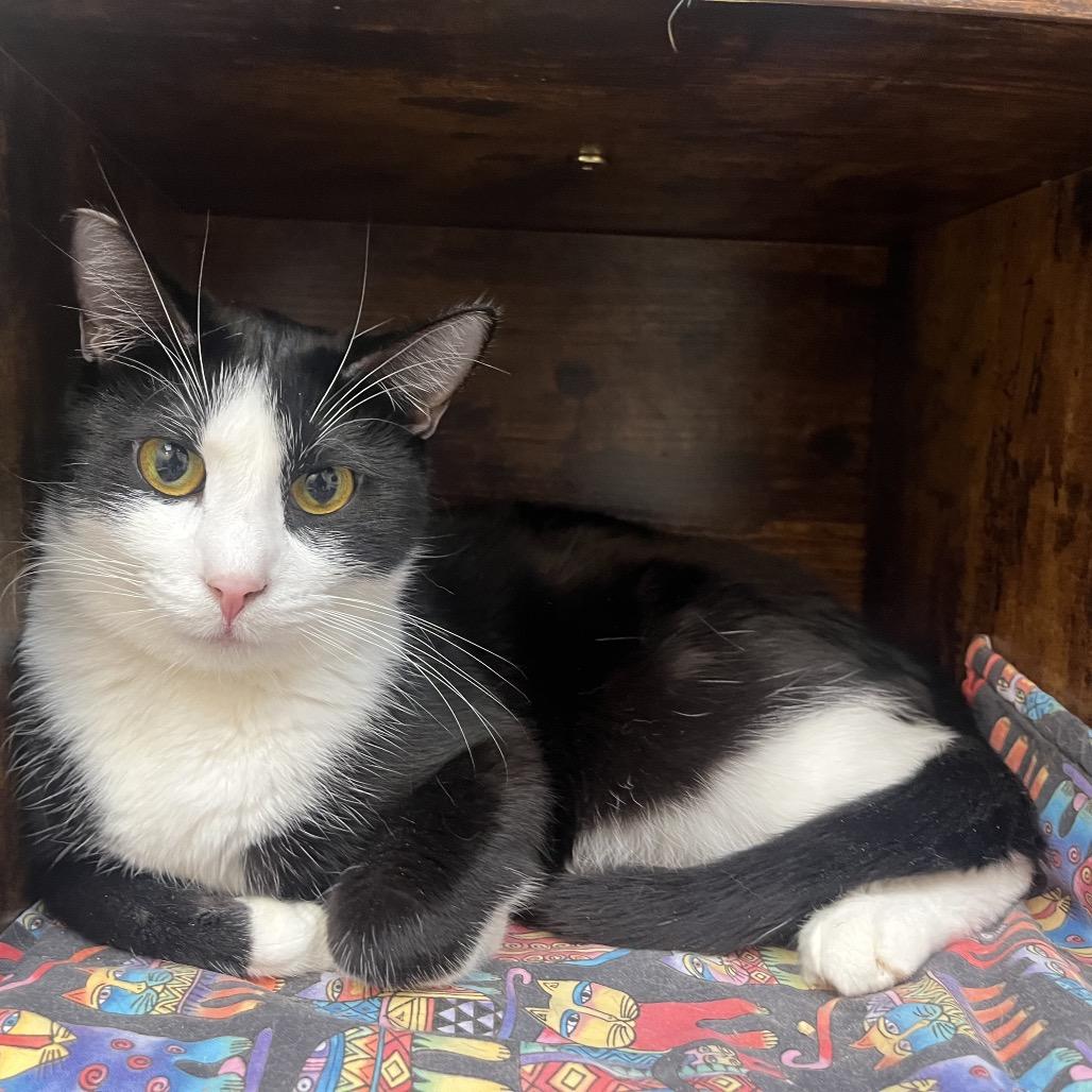 Sutton, Adoptable, Young Female Domestic Short Hair.