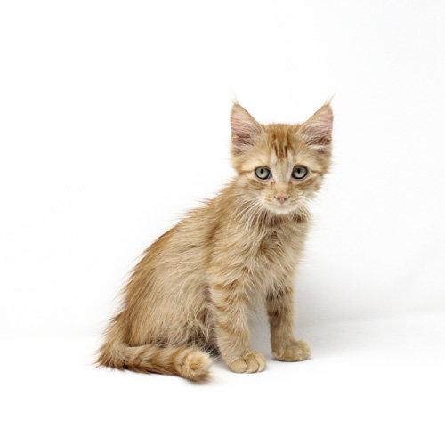 Enlarge Mandarin, a Adopted Domestic Short Hair in Florence, AZ image 1/1