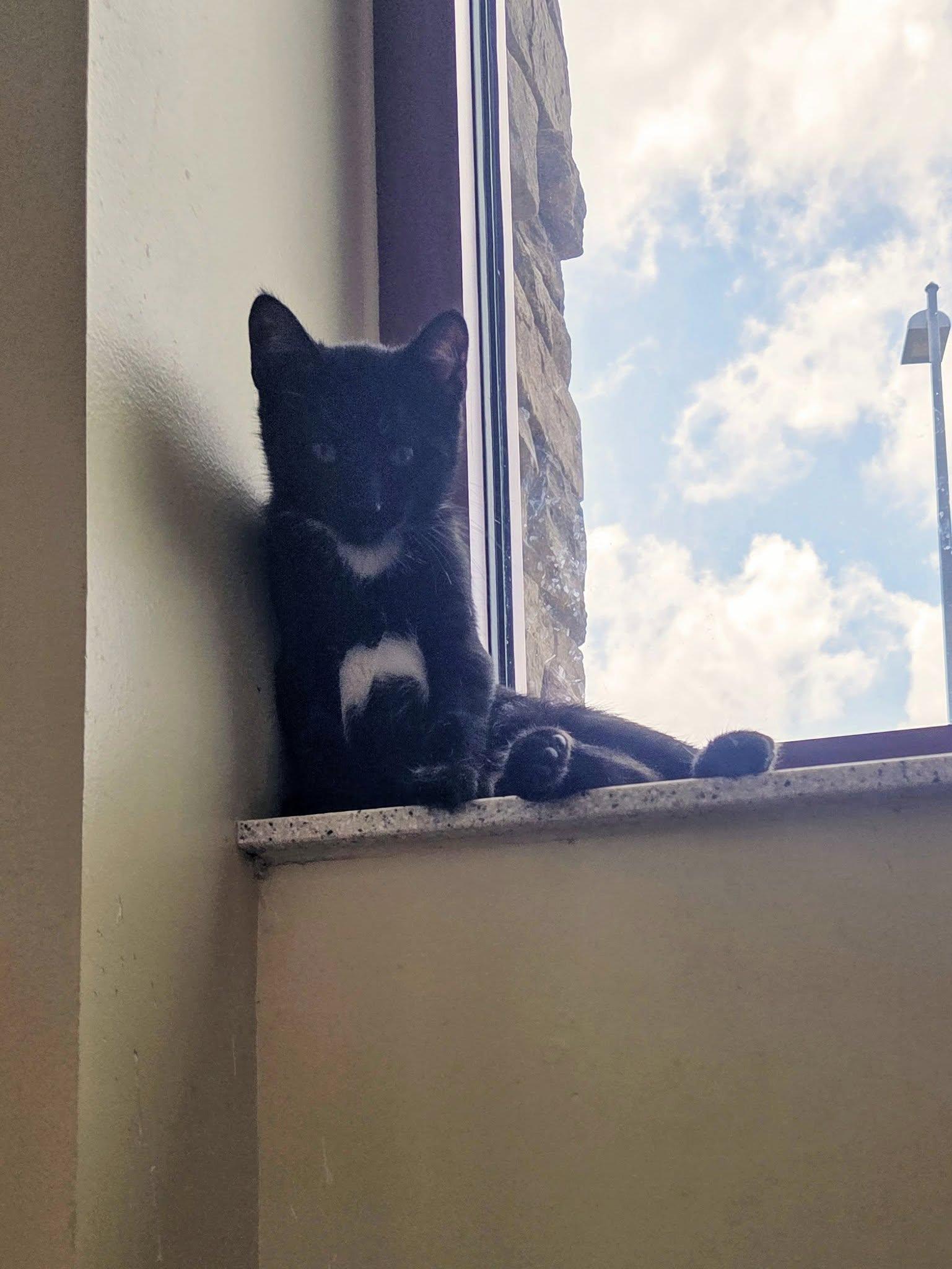 Dino, a Adopted Domestic Short Hair in Madison, WI image 1/3