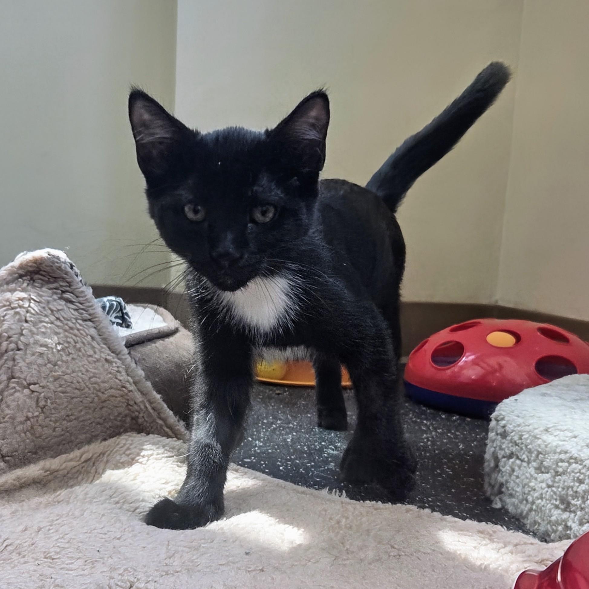 Dino, a Adopted Domestic Short Hair in Madison, WI image 3/3