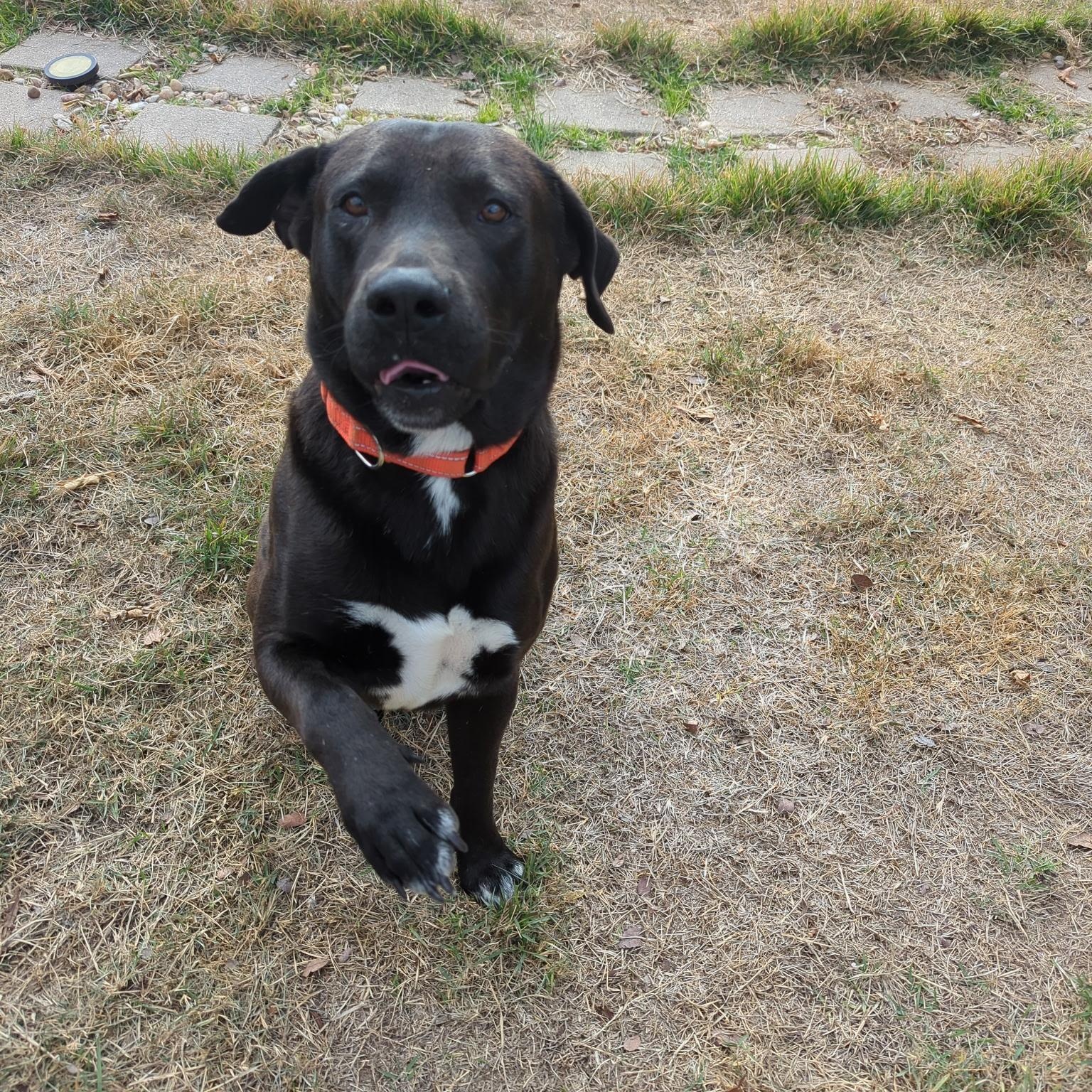 Shadow — thumbnail 2