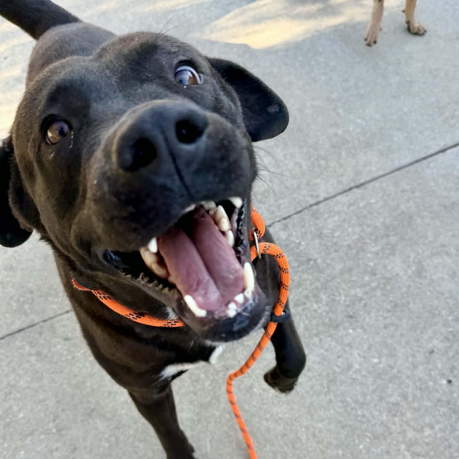 Shadow — thumbnail 3