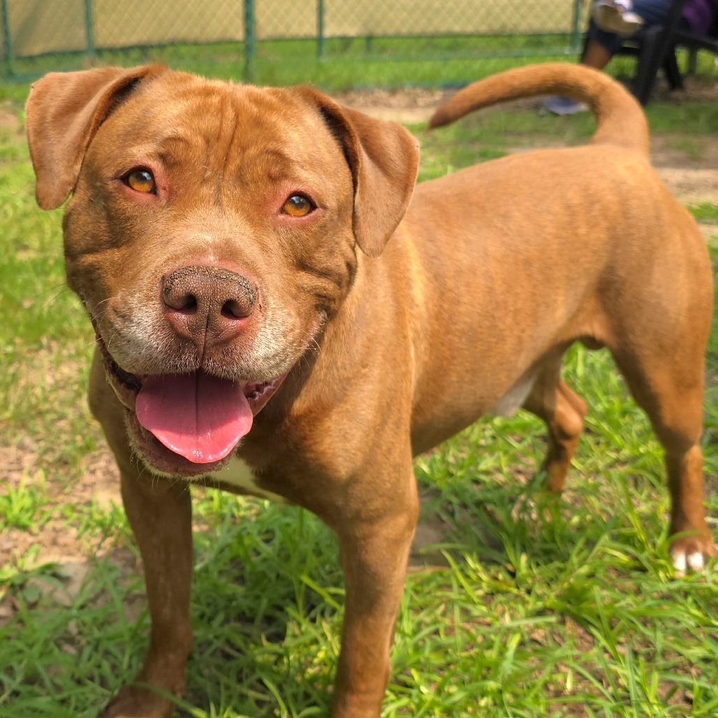 Brutus, Adoptable, Adult Male Mixed Breed.