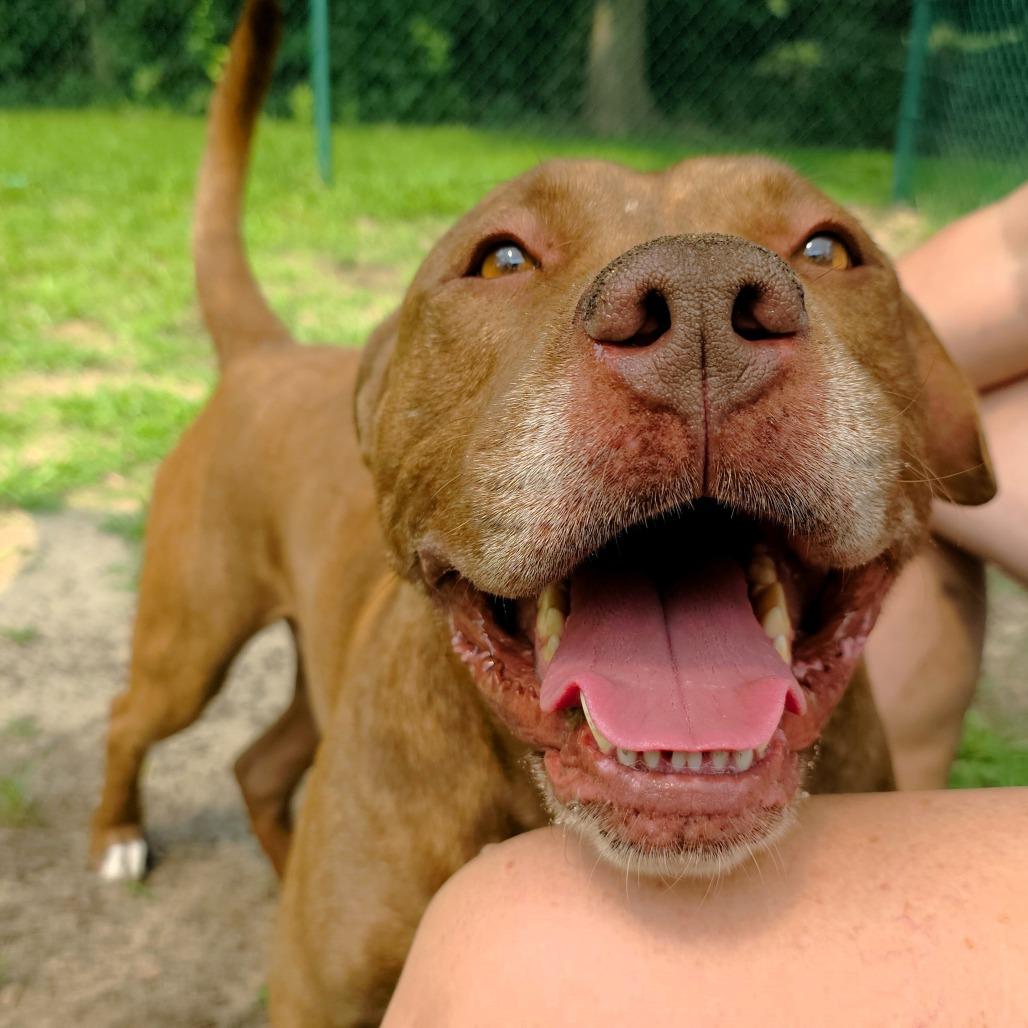 Enlarge Brutus, a Adoptable Mixed Breed in Michigan City, IN image 2/6