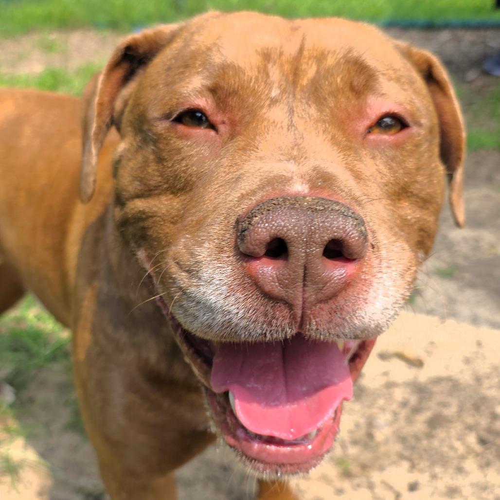 Enlarge Brutus, a Adoptable Mixed Breed in Michigan City, IN image 3/6