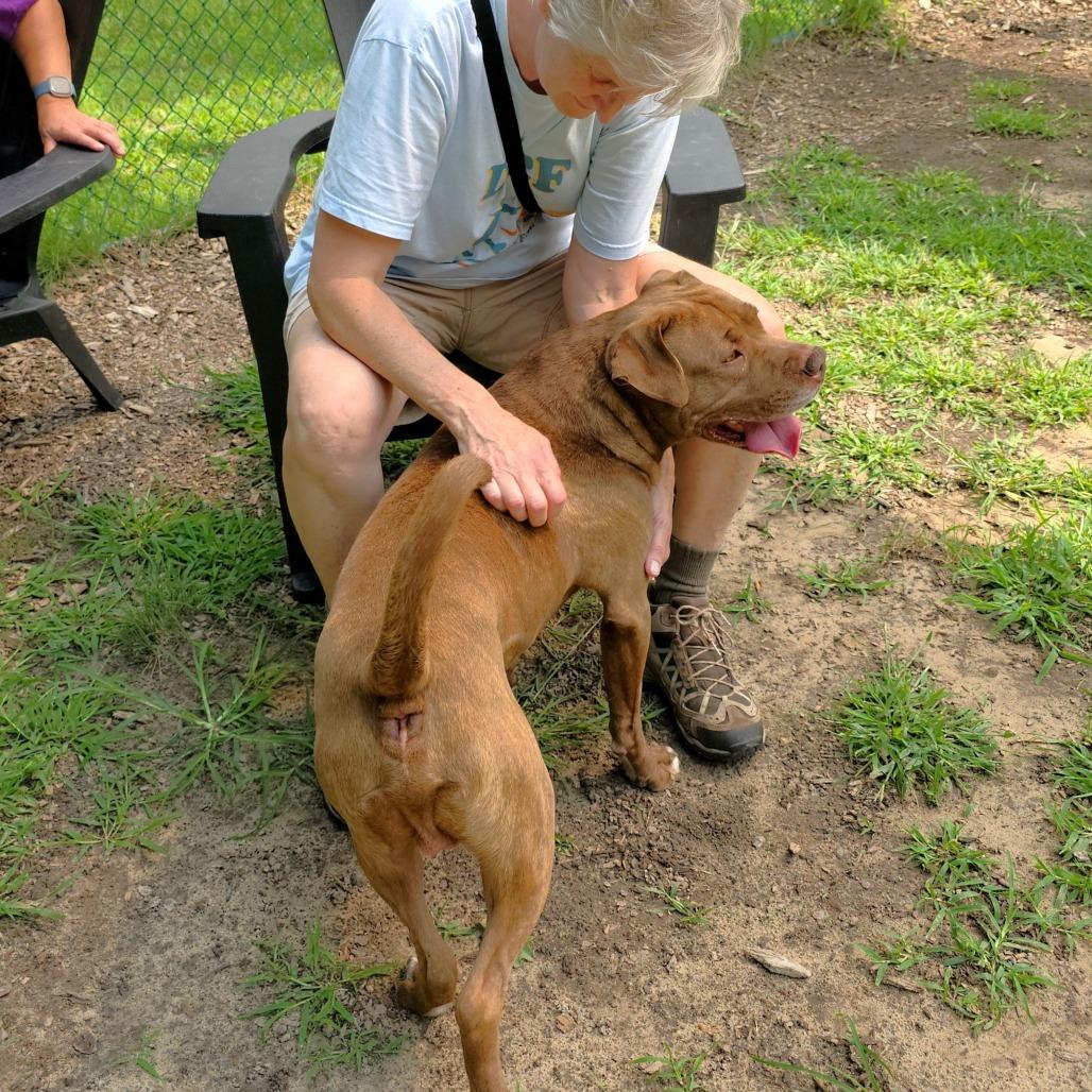 Enlarge Brutus, a Adoptable Mixed Breed in Michigan City, IN image 4/6