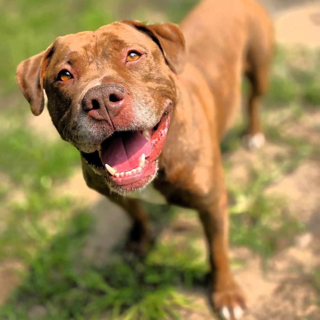 Enlarge Brutus, a Adoptable Mixed Breed in Michigan City, IN image 5/6