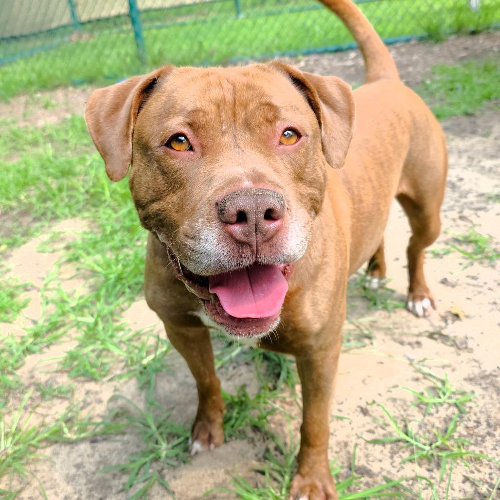 Enlarge Brutus, a Adoptable Mixed Breed in Michigan City, IN image 6/6