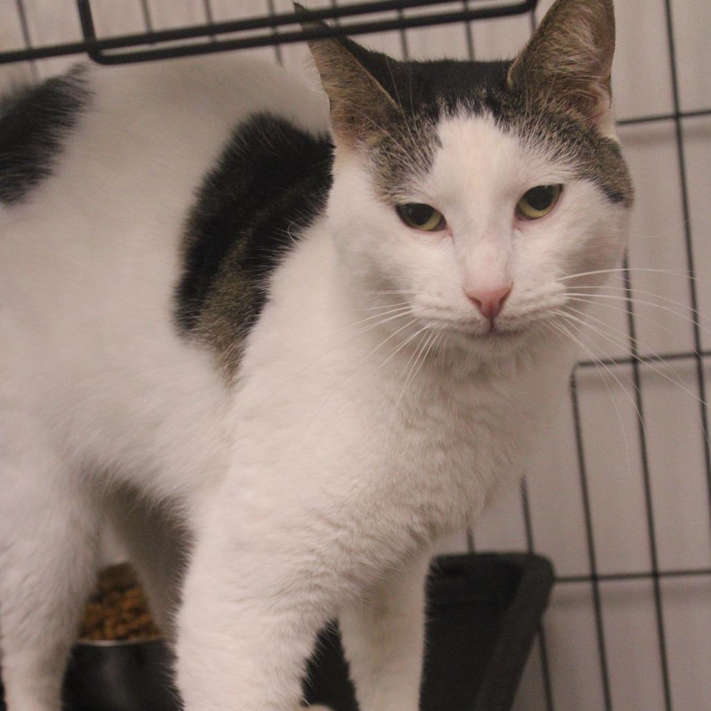 Polo, Adoptable, Adult Male Domestic Short Hair.