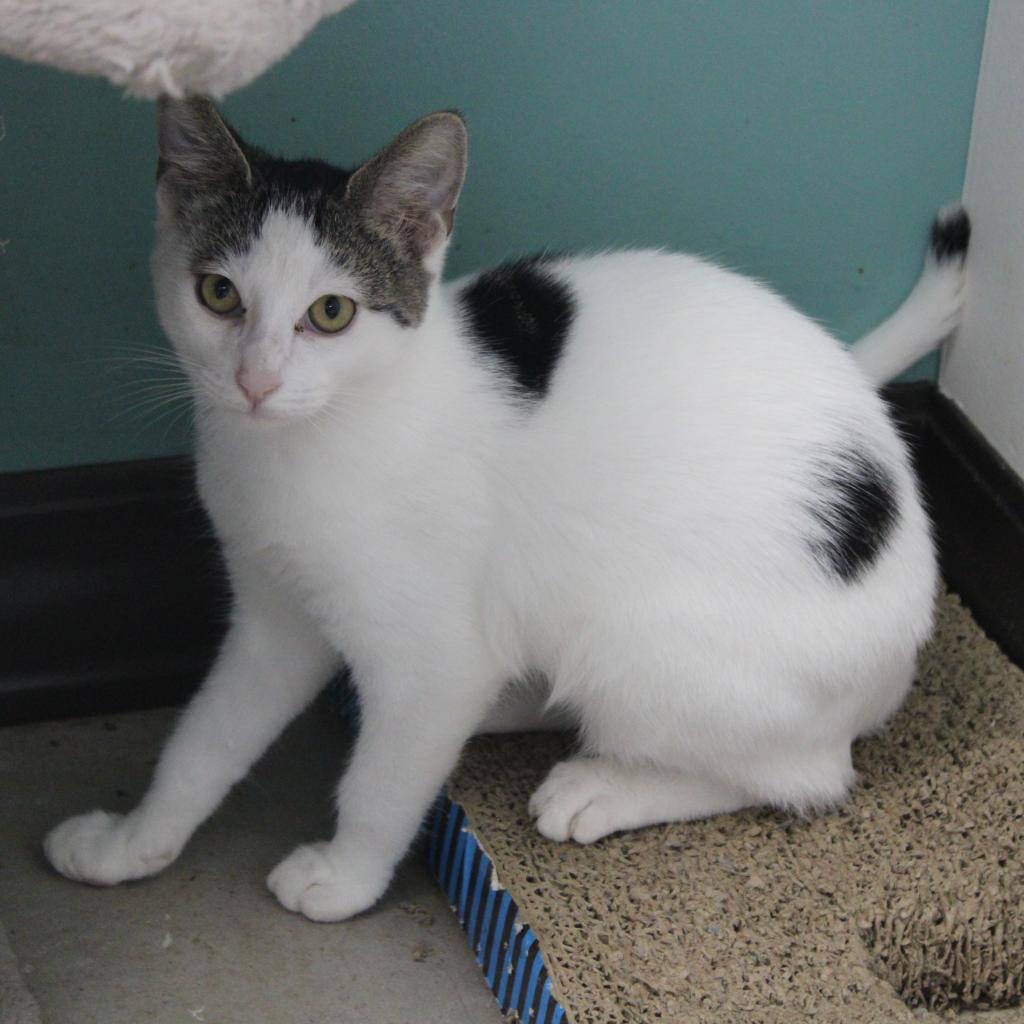 Enlarge Polo, a Adoptable Domestic Short Hair in Cleveland, MS image 2/6