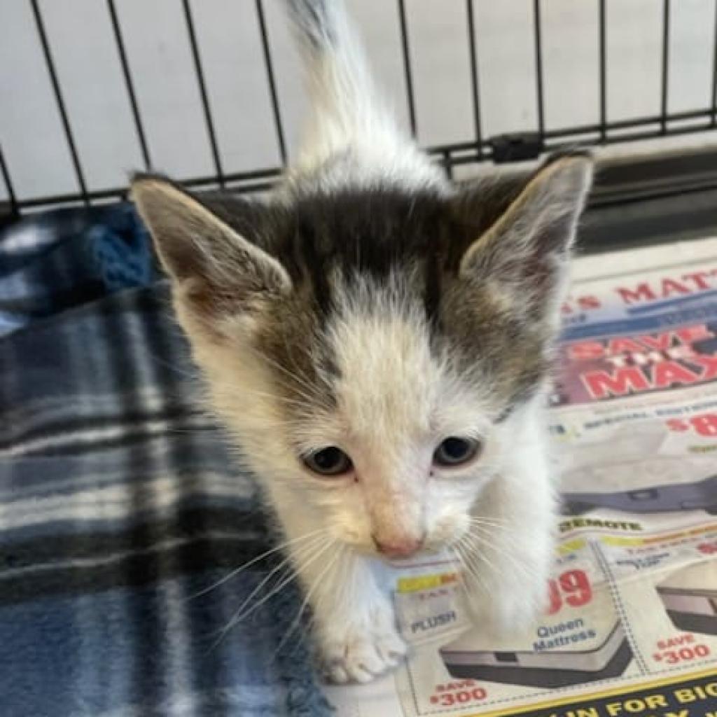 Enlarge Polo, a Adoptable Domestic Short Hair in Cleveland, MS image 3/6
